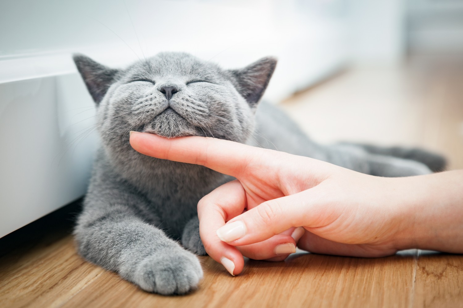 Cat being scratched under chin